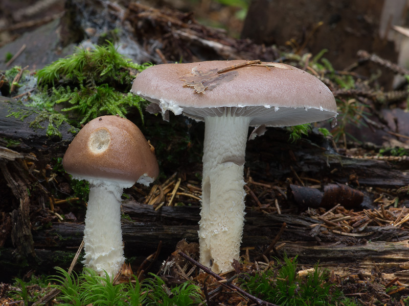 Stropharia hornemannii